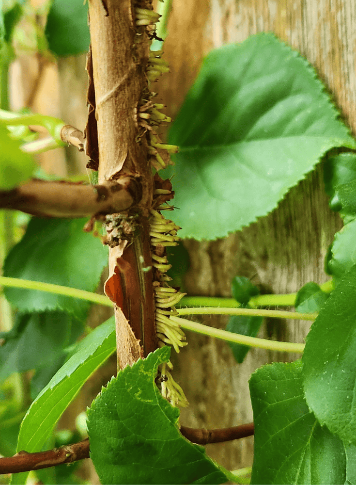 Climbing Hydrangea Great Plant That Will Grow In Shade Climbing Hydrangea Great Plant That Will Grow In Shade