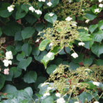 climbing hydrangea flowers