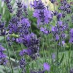 munstead lavender flowers