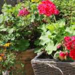 plant pots with flowers for new gardeners