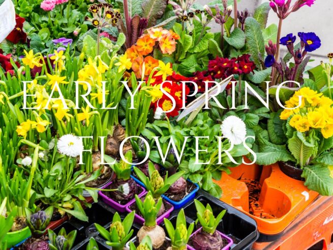 Easy to grow early spring flowers for your garden