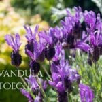 The Lavandula stoechas plant in bloom, lavender flowers