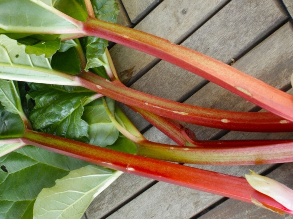 sticks of rhubarb