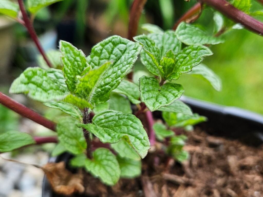 mint in a pot