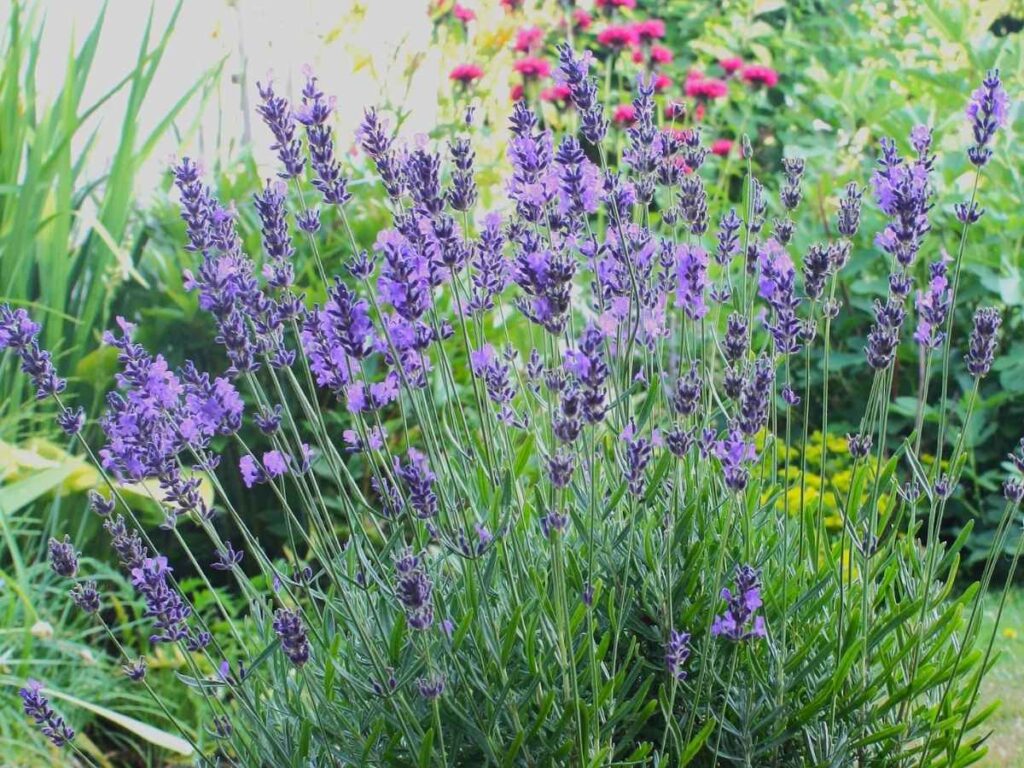 a lavender bush